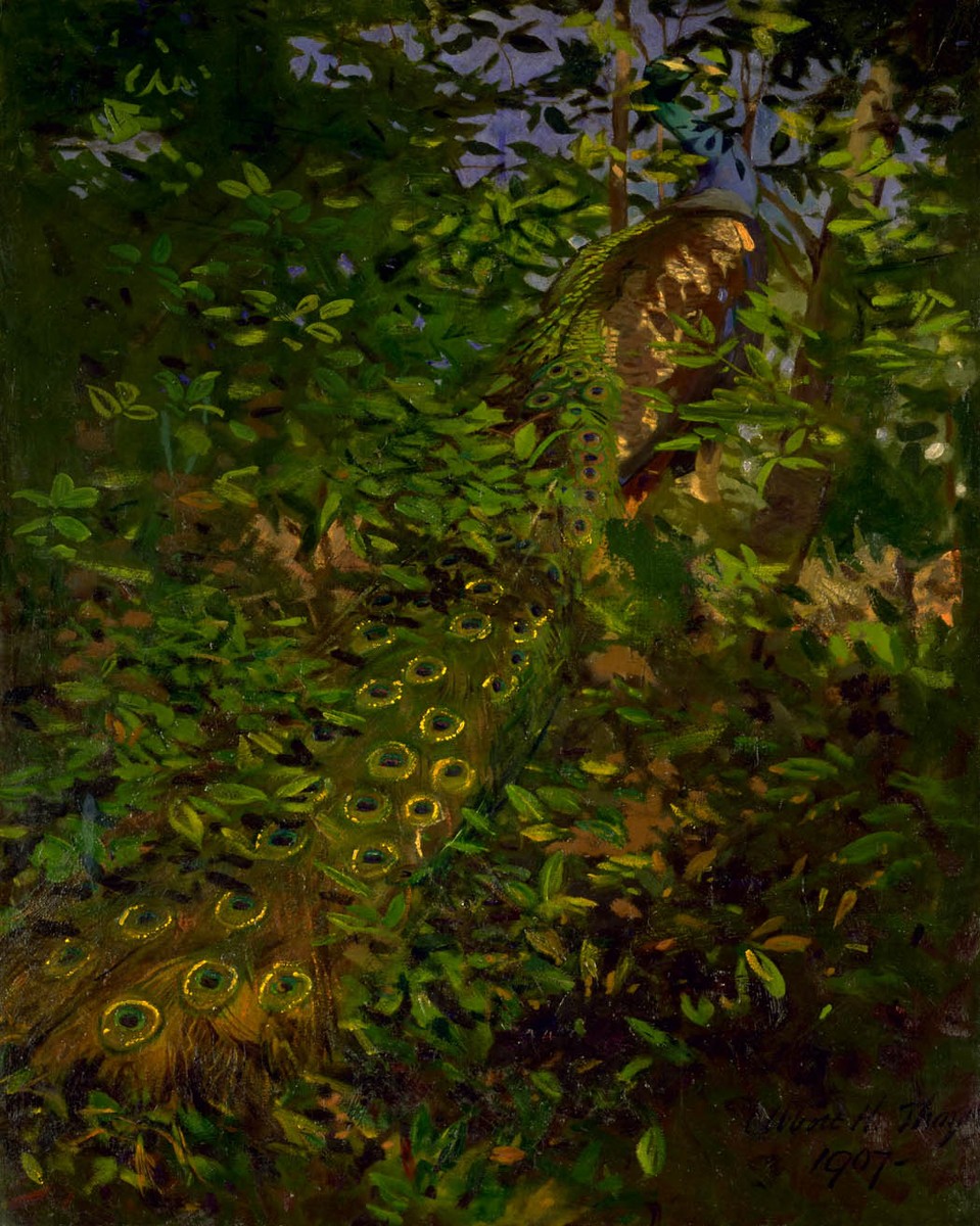 Peacock in the Woods by Abbott Handerson Thayer