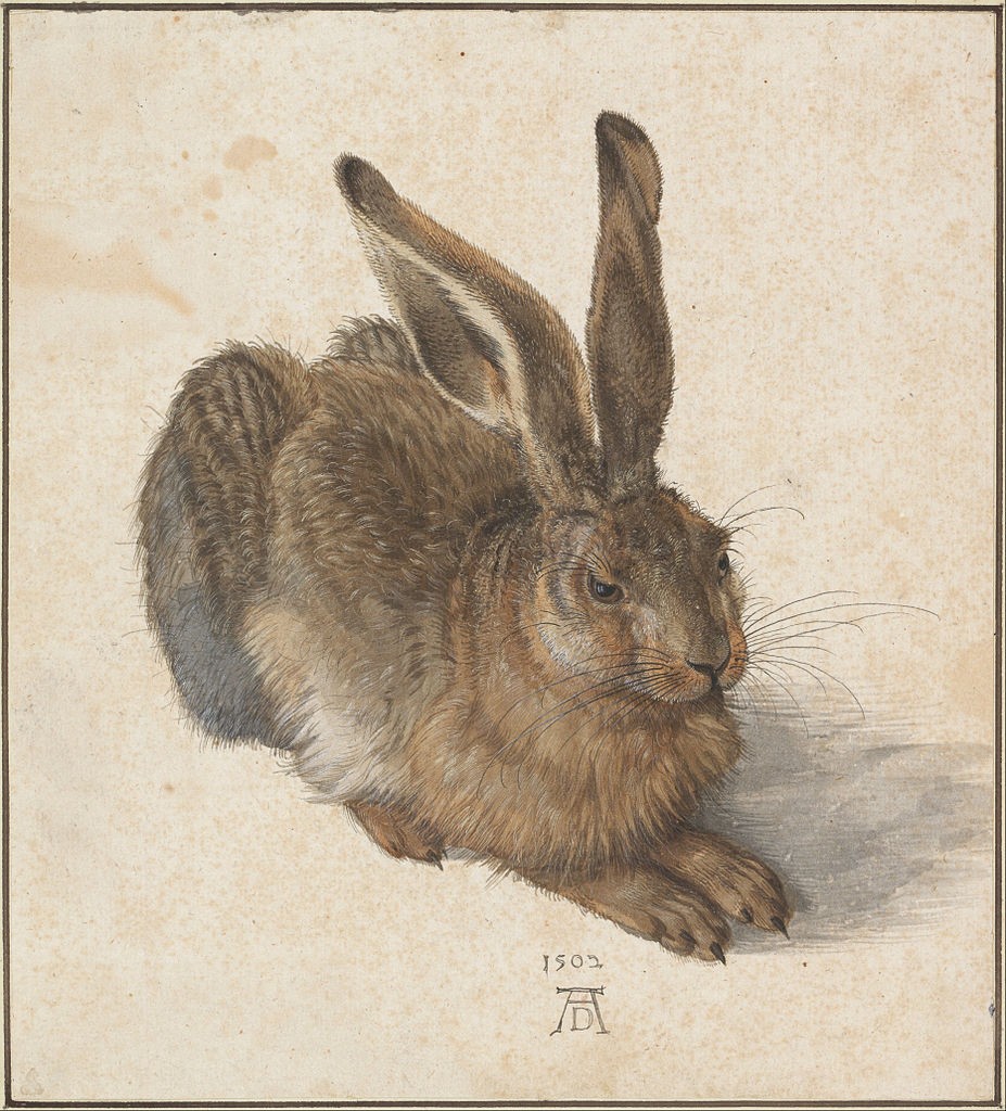 Hare by Albrecht Durer