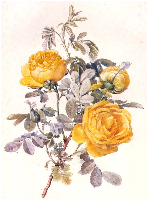 Botanical Illustration by Alfred Parsons
