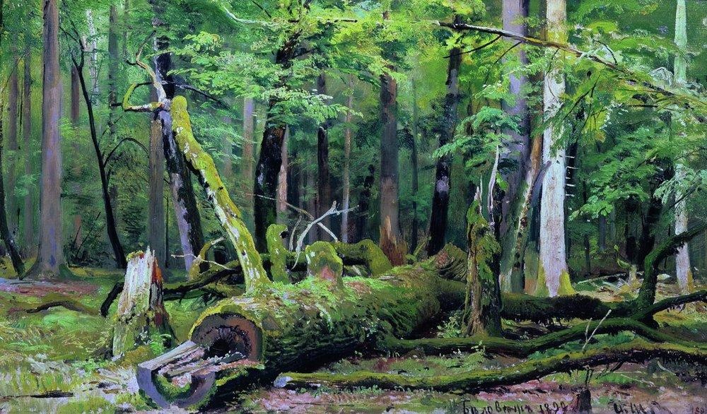 Cut down oak in the Bialowiezka Forest by Ivan Shishkin