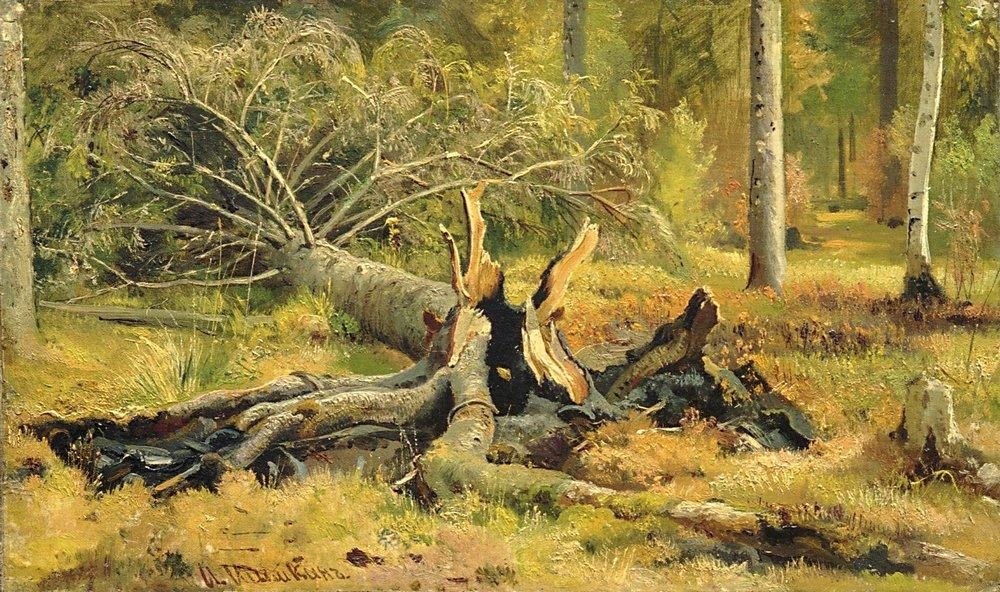 Fallen tree. Siverskaya by Ivan Shishkin
