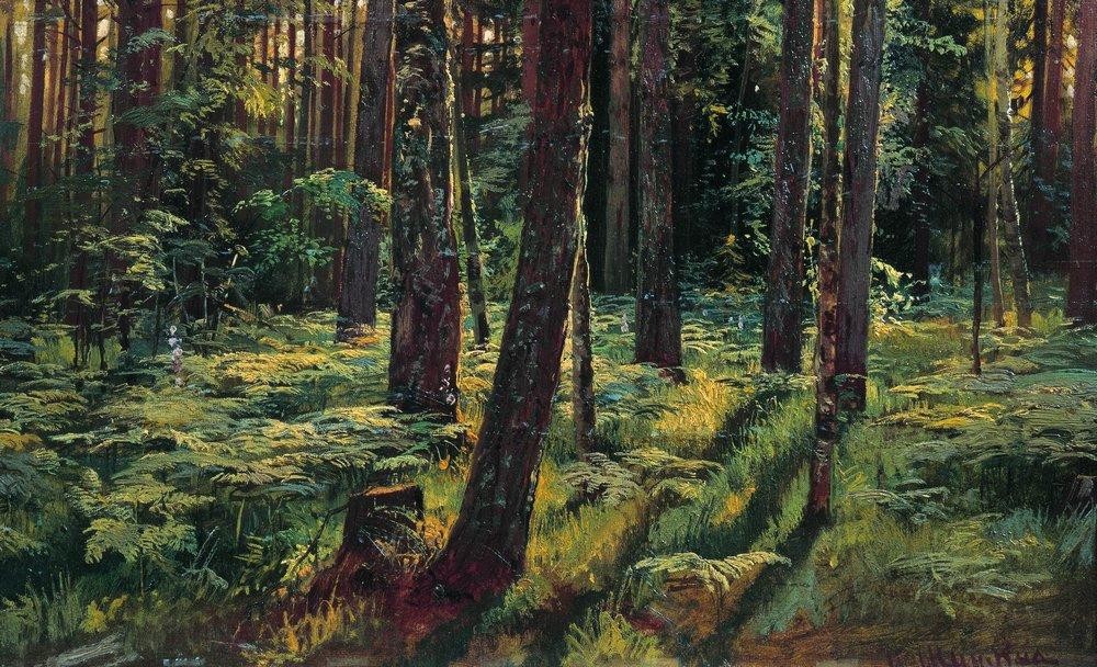Ferns in the forest. Siverskaya by Ivan Shishkin
