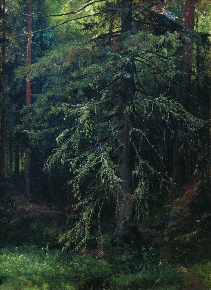 Fir by Ivan Shishkin