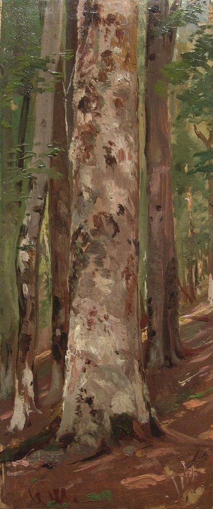 Forest by Ivan Shishkin