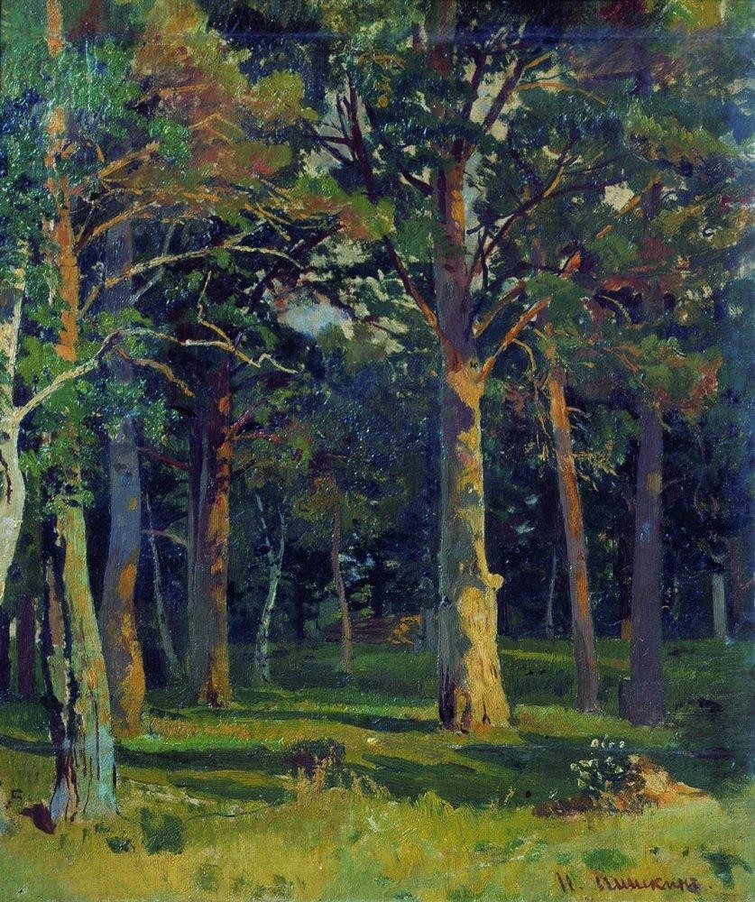 Forest, pine by Ivan Shishkin