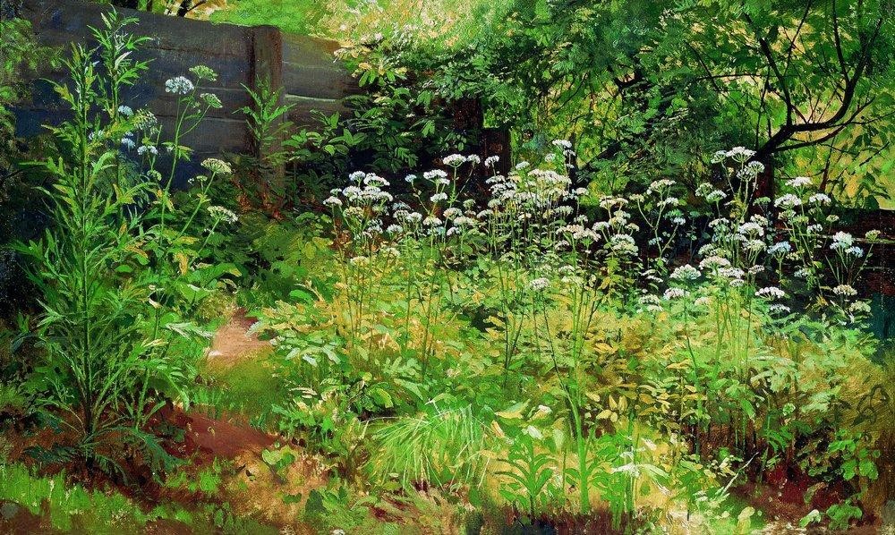 Goutweed-grass. Pargolovo by Ivan Shishkin