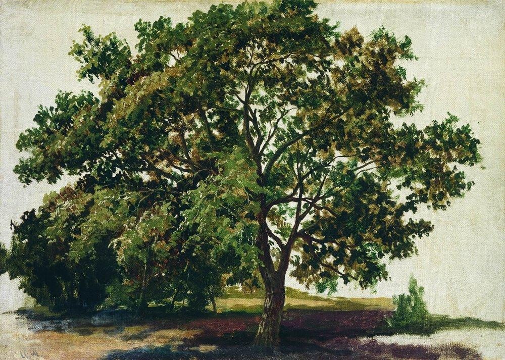 Oak by Ivan Shishkin