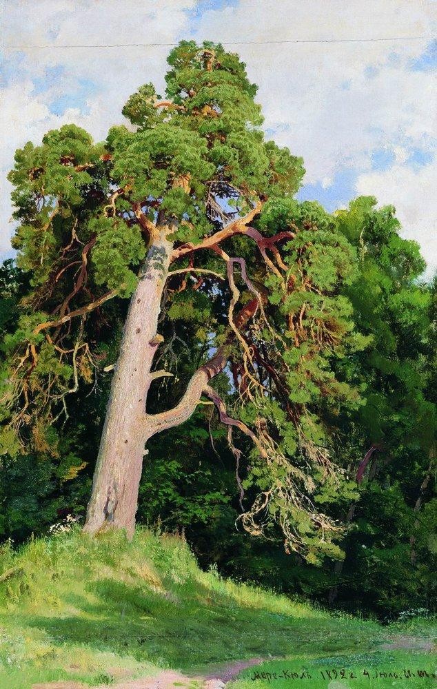 Pine by Ivan Shishkin