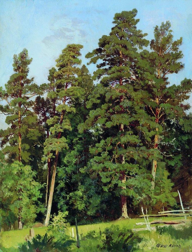 Pine forest by Ivan Shishkin