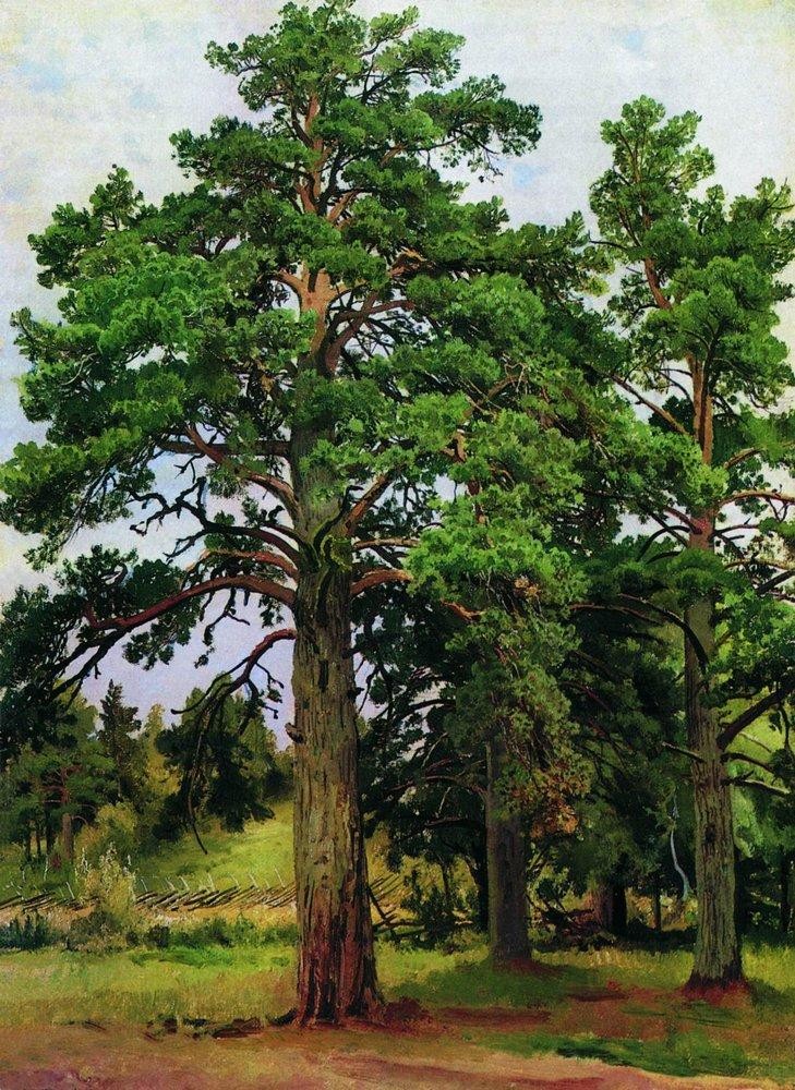 Pine without the sun. Mary-Howe by Ivan Shishkin