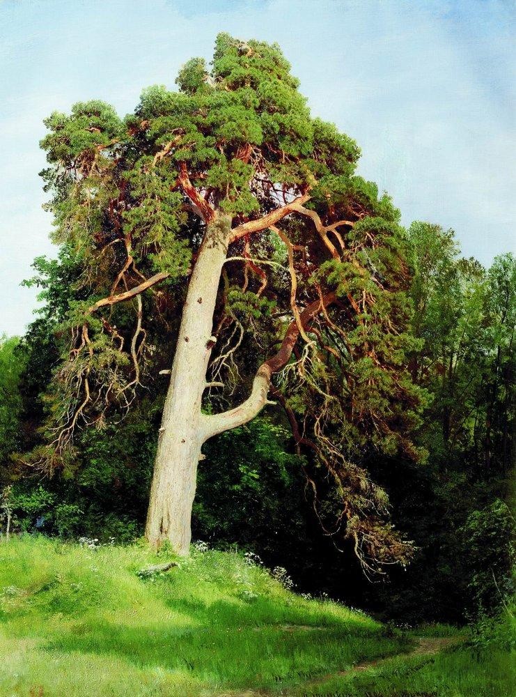 Pine. Merikyul by Ivan Shishkin