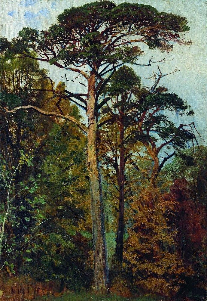 Pines by Ivan Shishkin