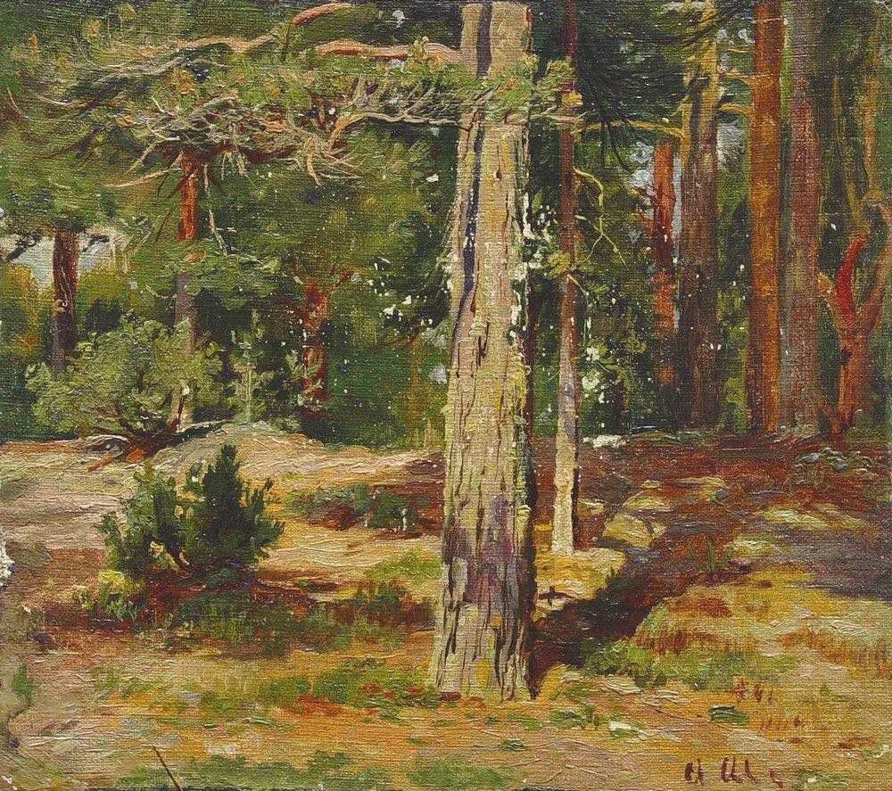 Pines. Summer Landscape by Ivan Shishkin