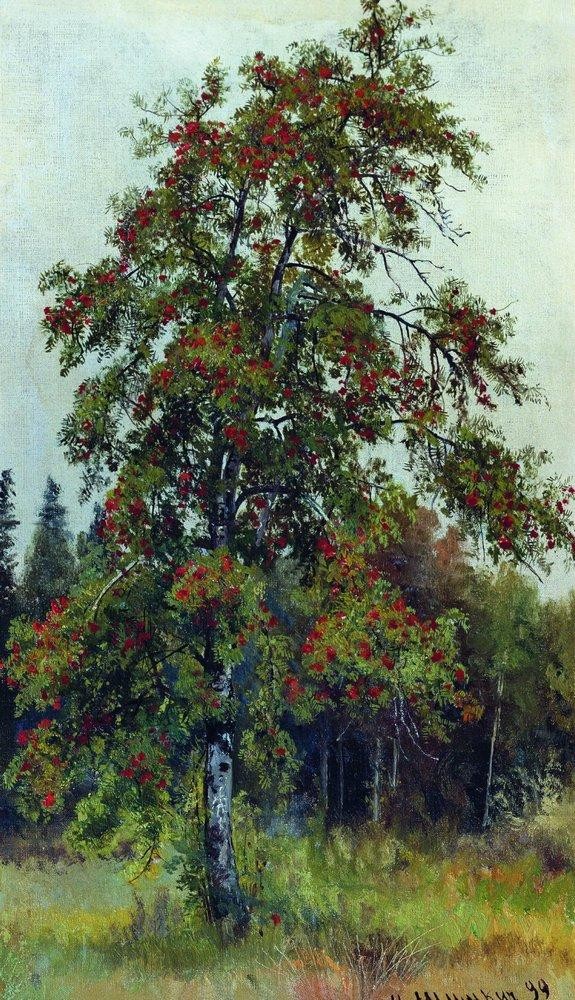 Rowan by Ivan Shishkin