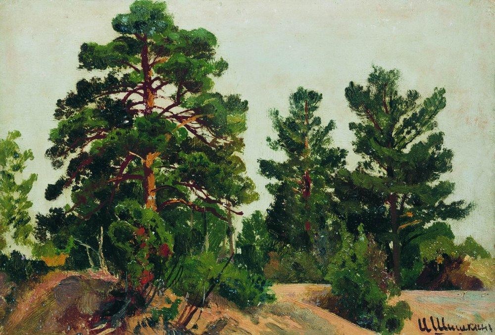 Young pines by Ivan Shishkin