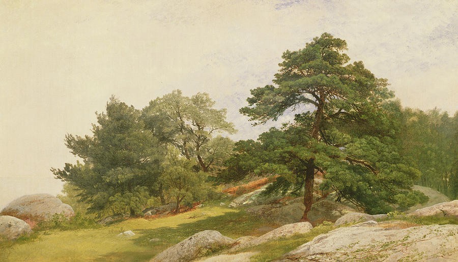Study for Trees on Beverly Coast by John Frederick Kensett