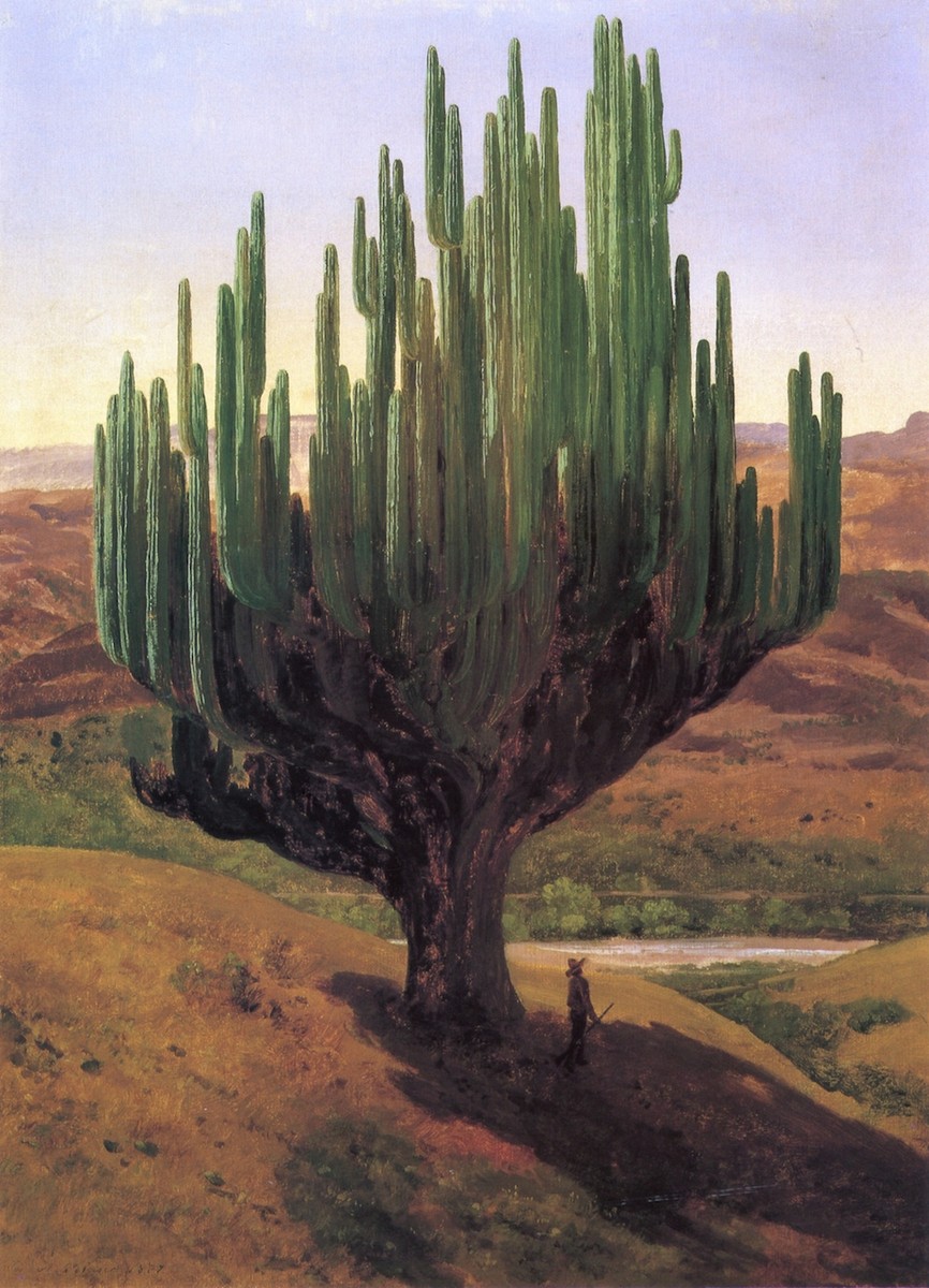 Cardón by Jose Maria Velasco