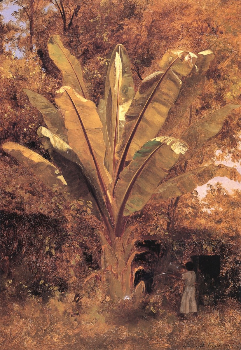 Plátano by Jose Maria Velasco