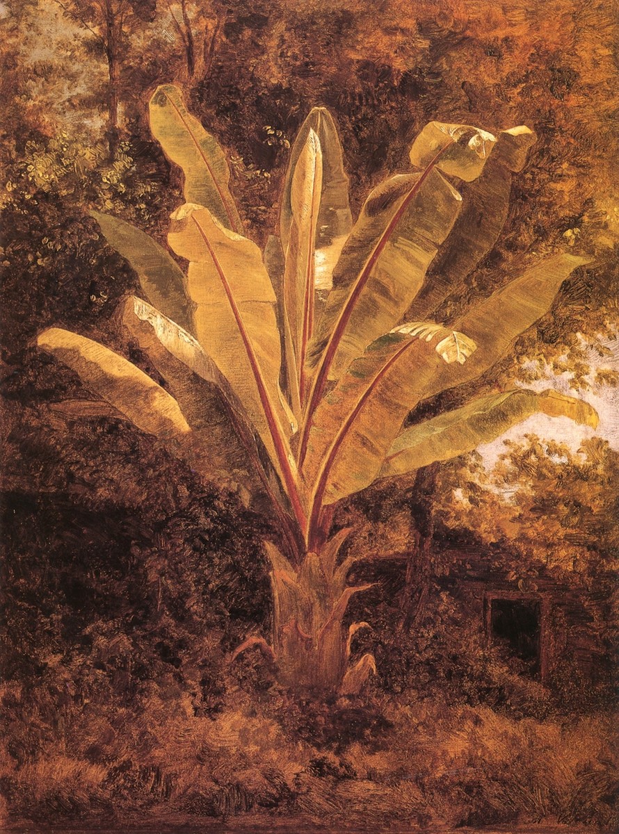 Plátano by Jose Maria Velasco