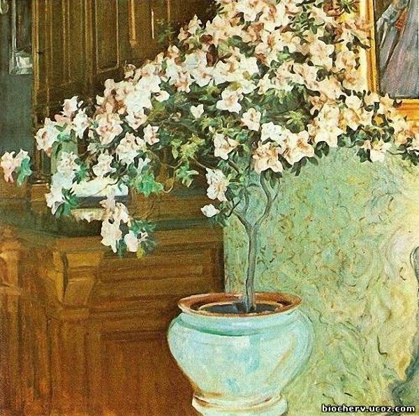 Azalea by Oleksa Novakivskyi