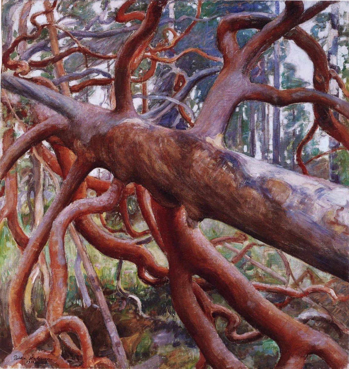 A big old pine tree of Kotavuori by Pekka Halonen