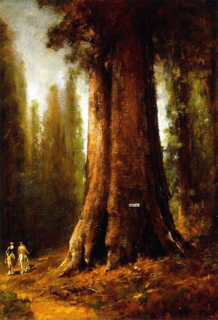 California Redwood Trees by Thomas Hill