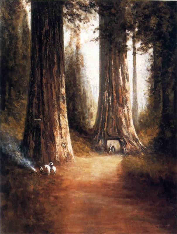 Sequoia Gigantea by Thomas Hill