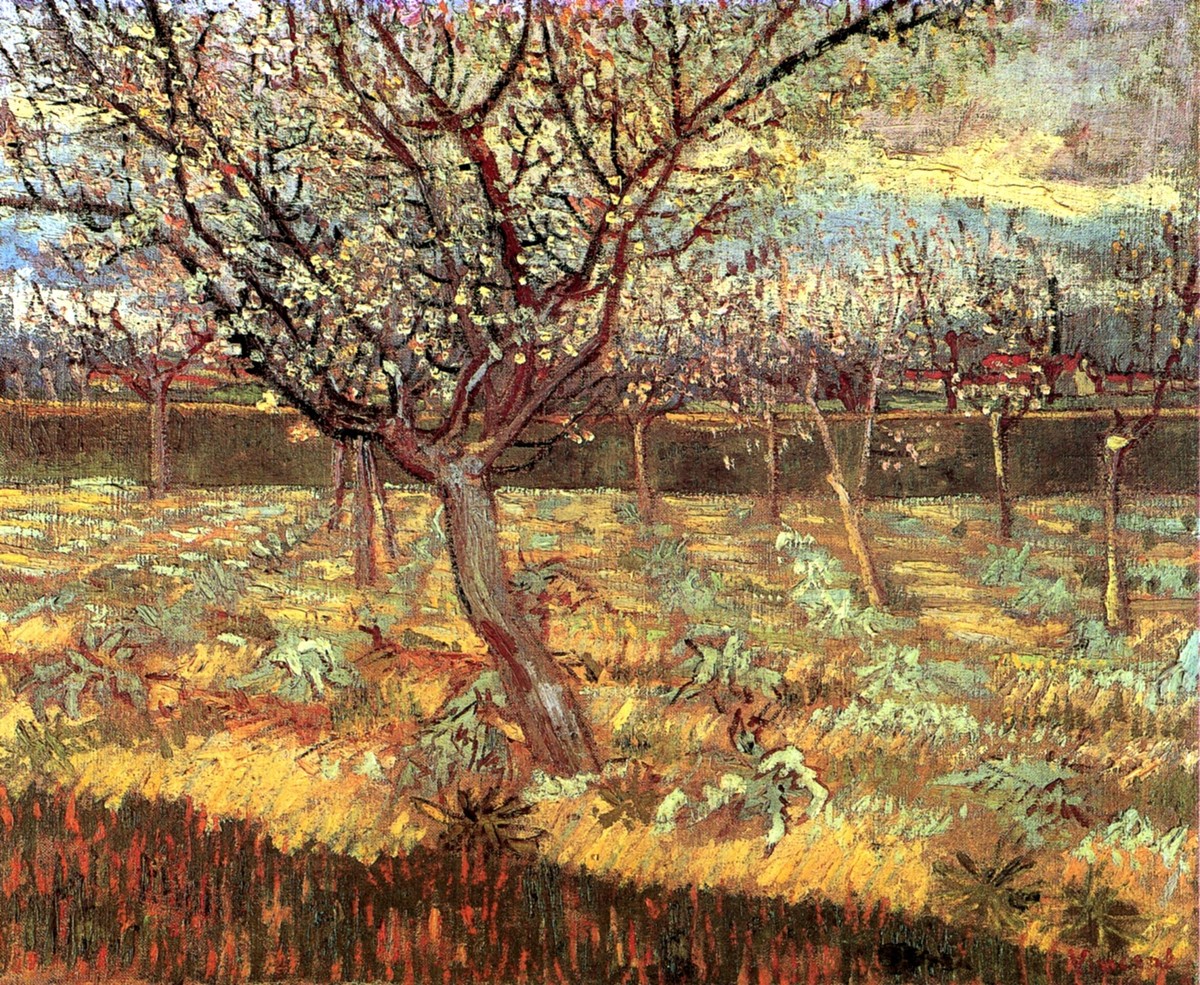 Apricot Trees in Blossom by Vincent van Gogh